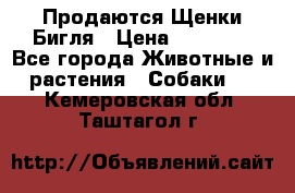 Продаются Щенки Бигля › Цена ­ 35 000 - Все города Животные и растения » Собаки   . Кемеровская обл.,Таштагол г.